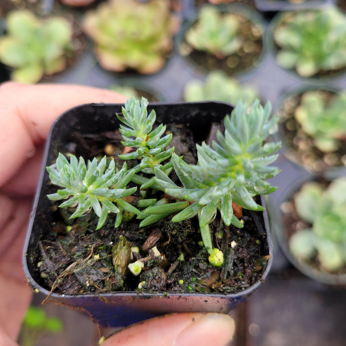 Sedum sediforme 'Turquoise Tails' in nursery pot with similar succulents.