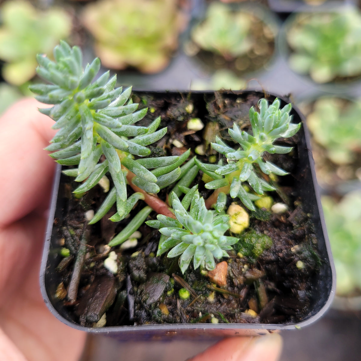 Sedum sediforme 'Turquoise Tails' with bluish-green needle leaves.