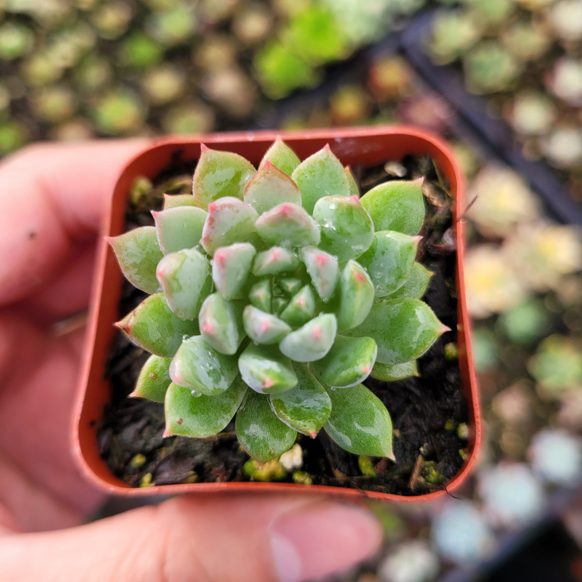 Echeveria 'Chrissy N Ryan' in grower's hand, pink-tipped leaves.