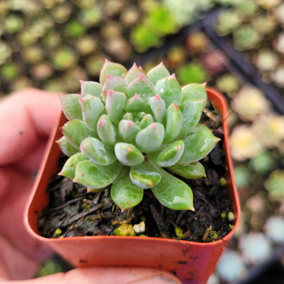 Echeveria 'Chrissy N Ryan' succulent in plastic pot.