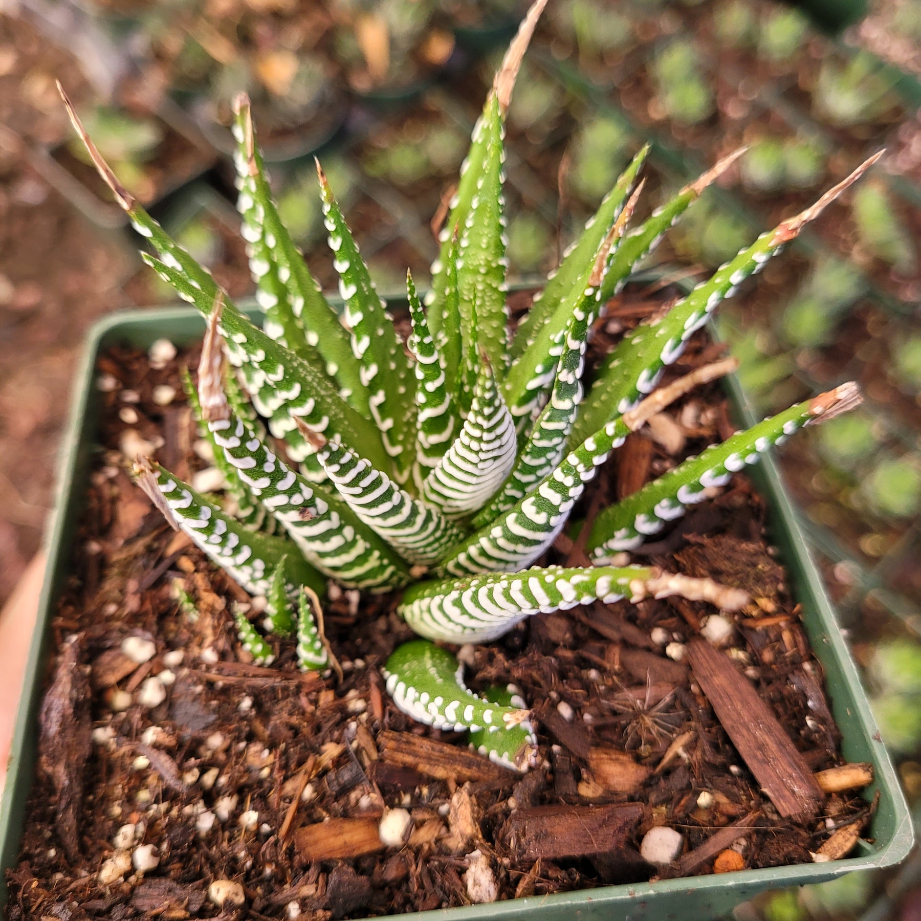 Haworthia fasciata - Zebra Plant