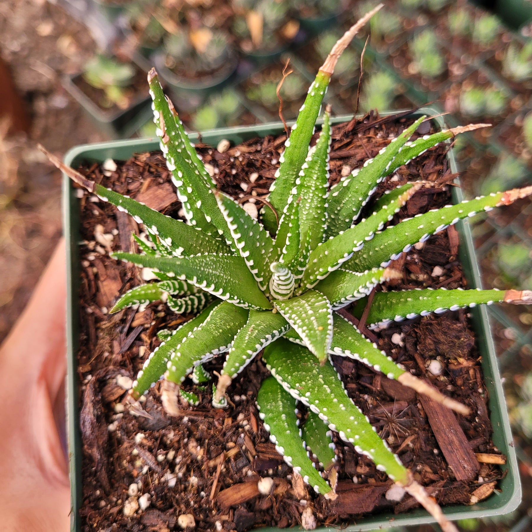 Haworthia fasciata - Zebra Plant