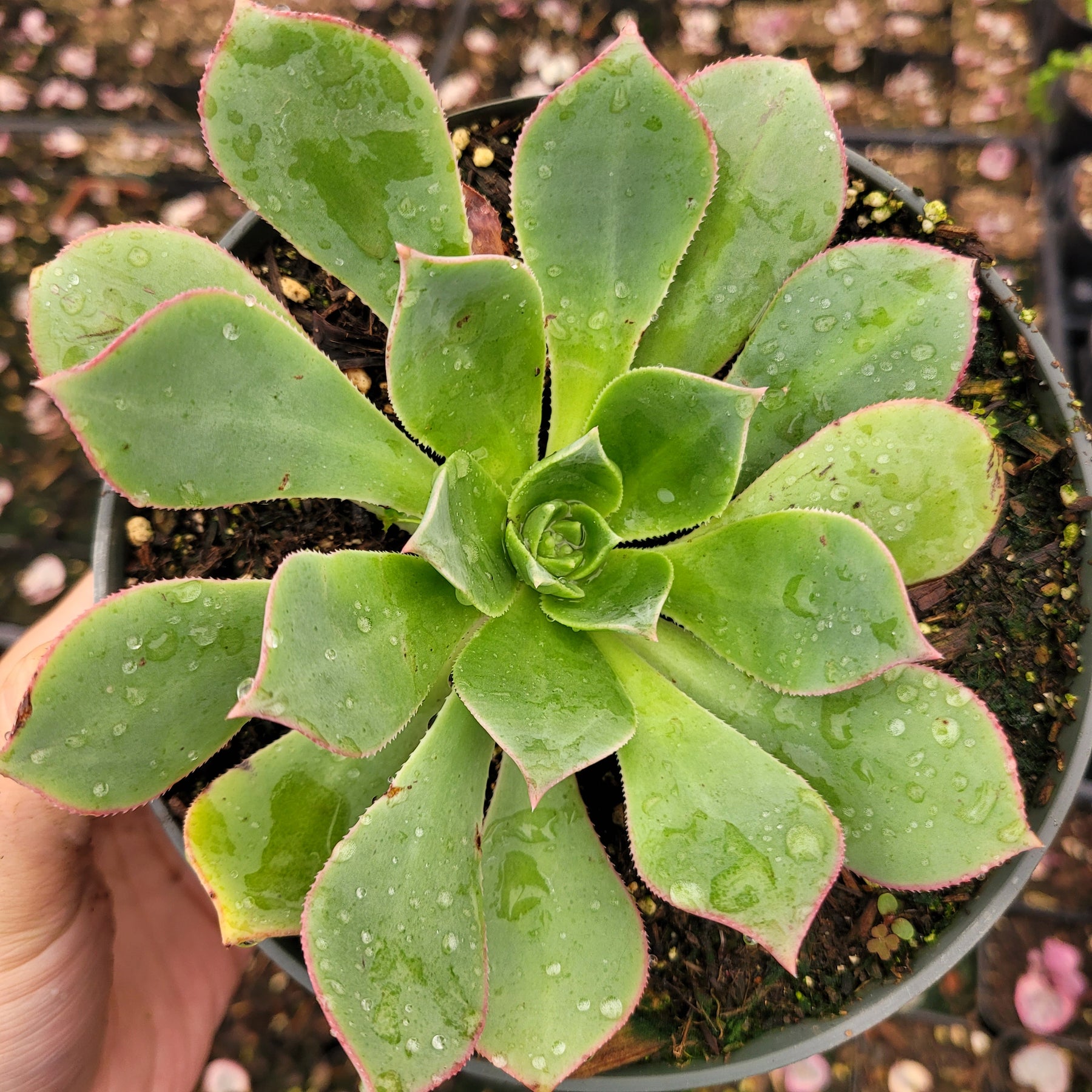 Aeonium haworthii 'Pinwheel Aeonium' - Succulents Depot