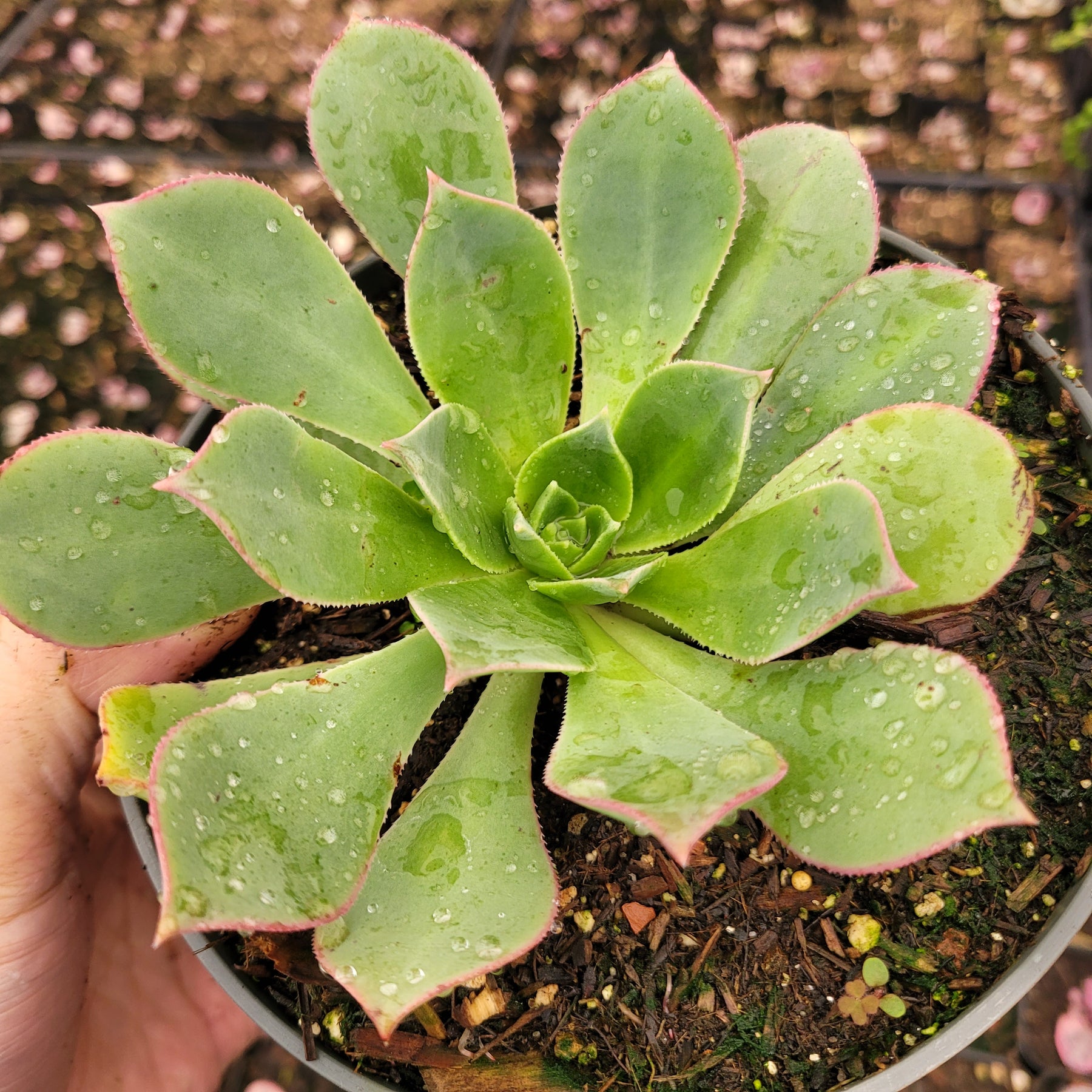 Aeonium haworthii 'Pinwheel Aeonium' - Succulents Depot