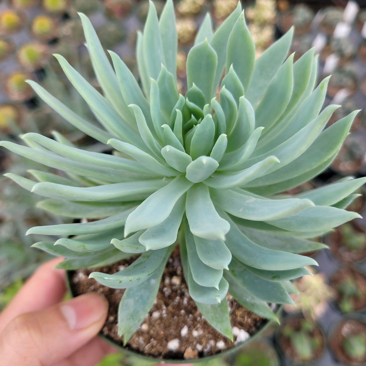Sedeveria 'Fanfare'