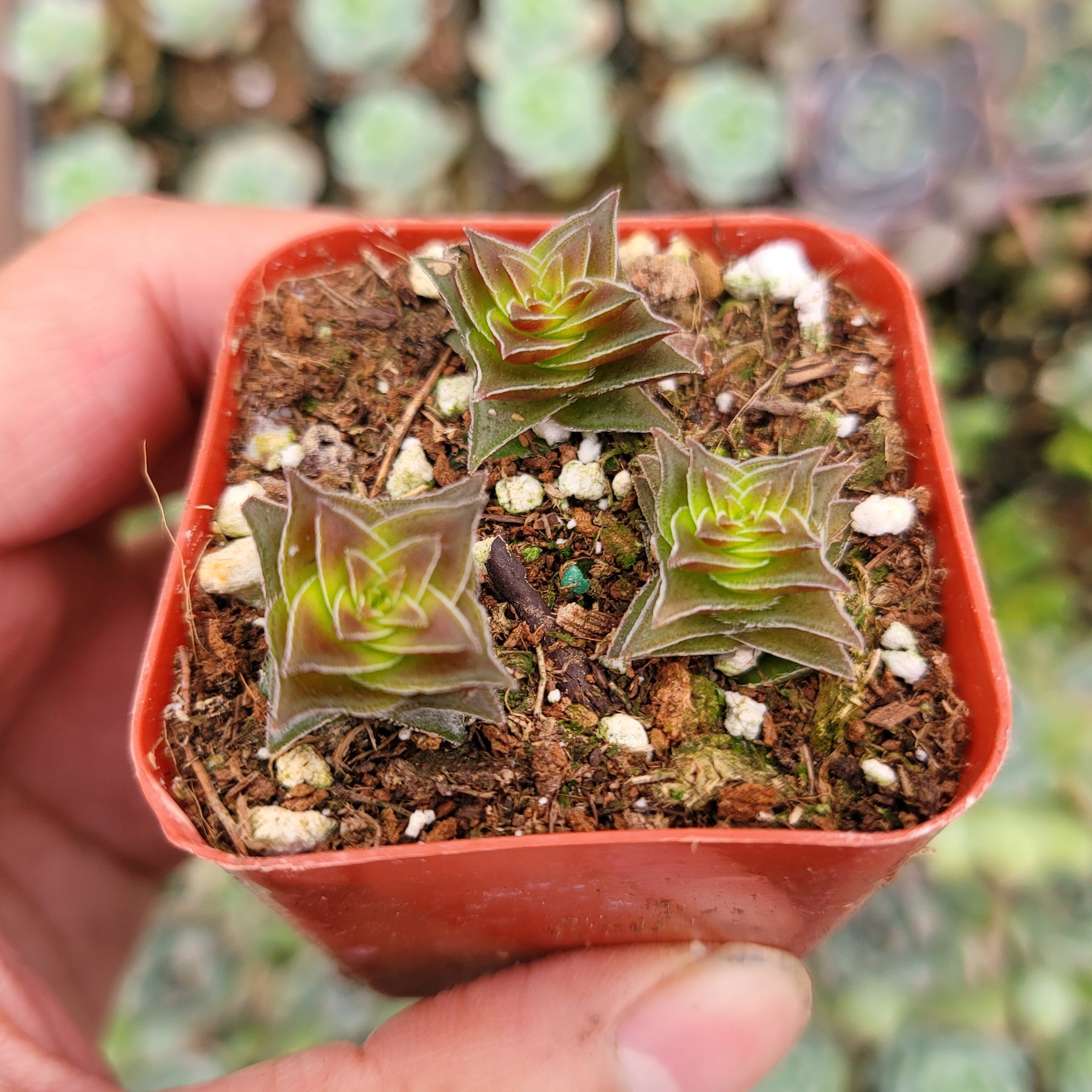 Crassula capitella subsp. thyrsiflora 'Pagoda Village'