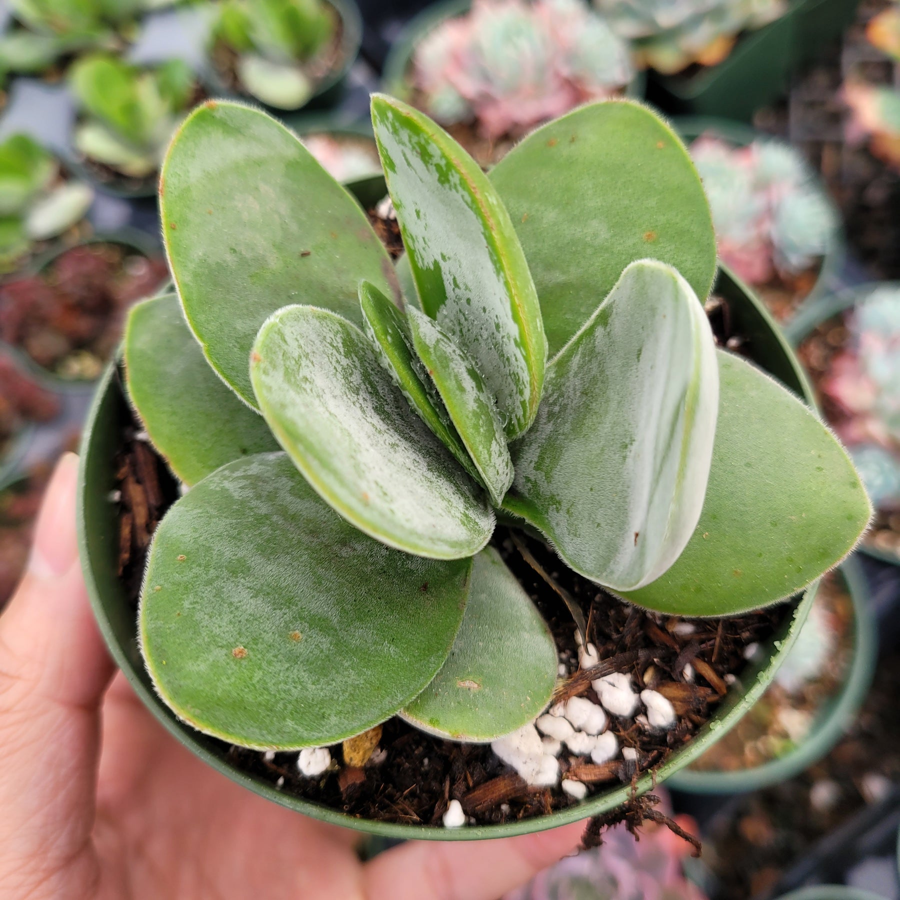 Crassula 'Fallwood'