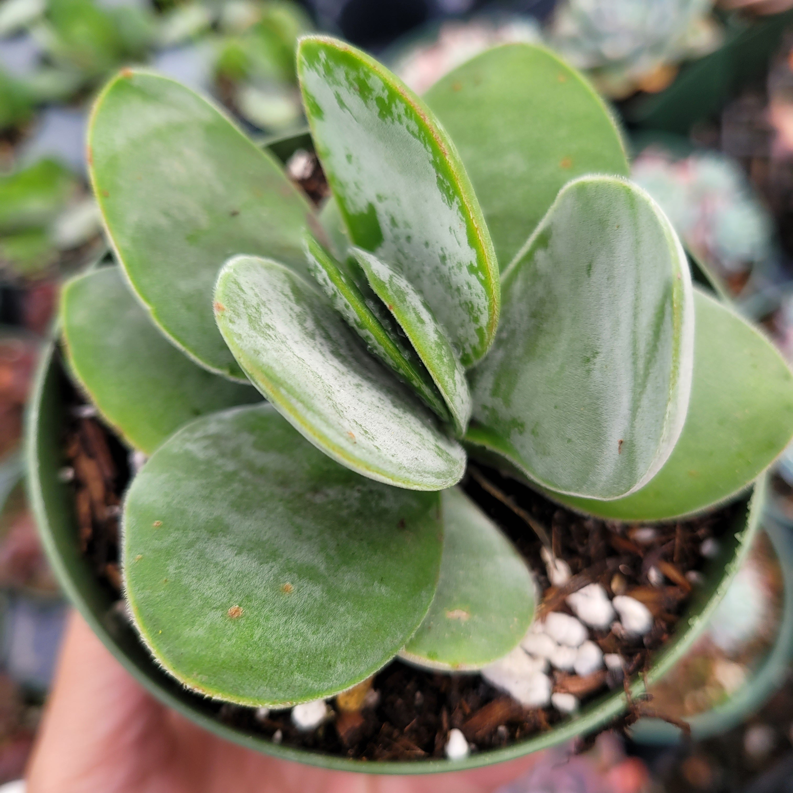thick leaf succulent Crassula 'Fallwood'