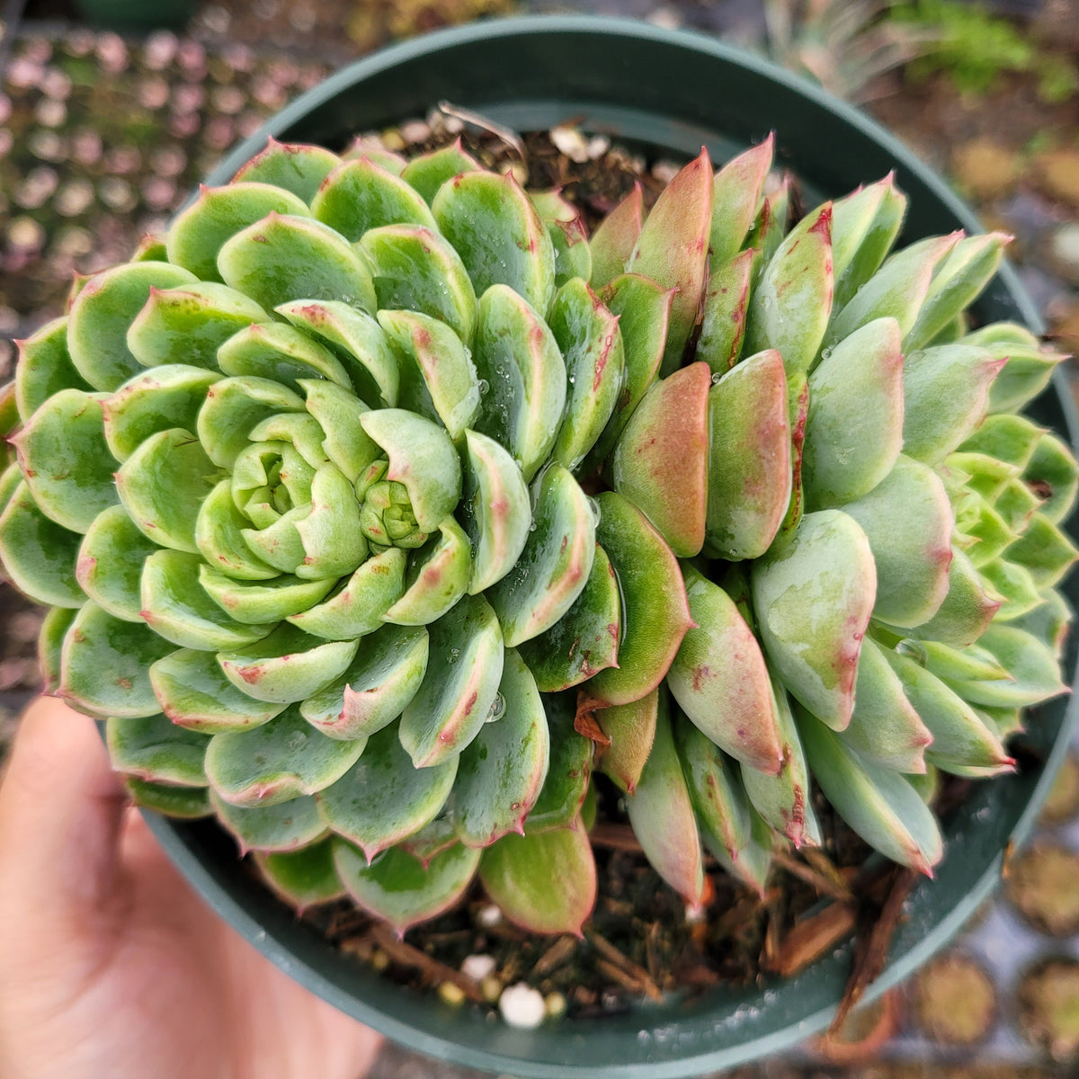 Echeveria 'Lime and Chili' succulent with pink-tipped green leaves.