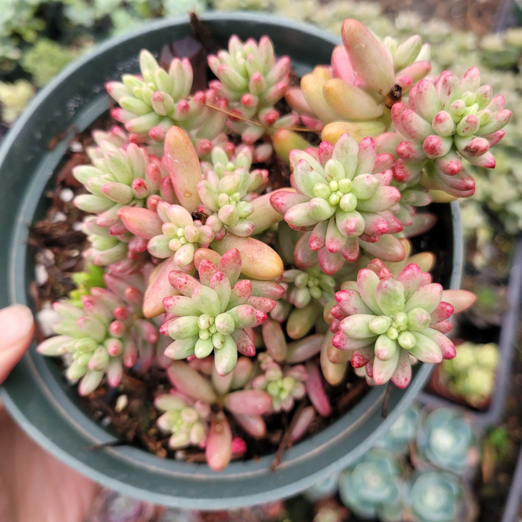 Sedum rubrotinctum 'Aurora' Pink Jelly Bean - Succulents Depot