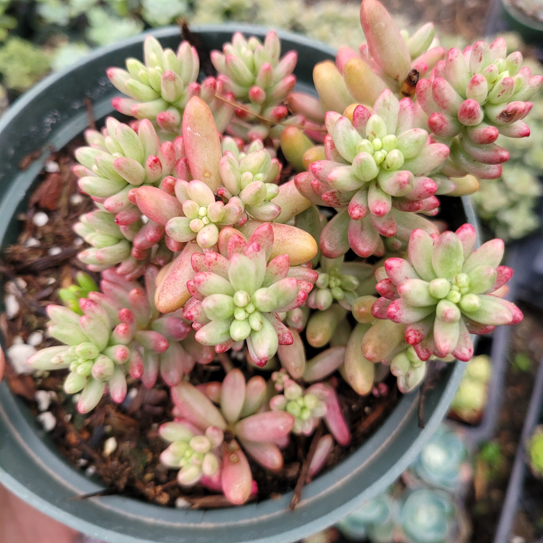 Sedum rubrotinctum 'Aurora' Pink Jelly Bean - Succulents Depot