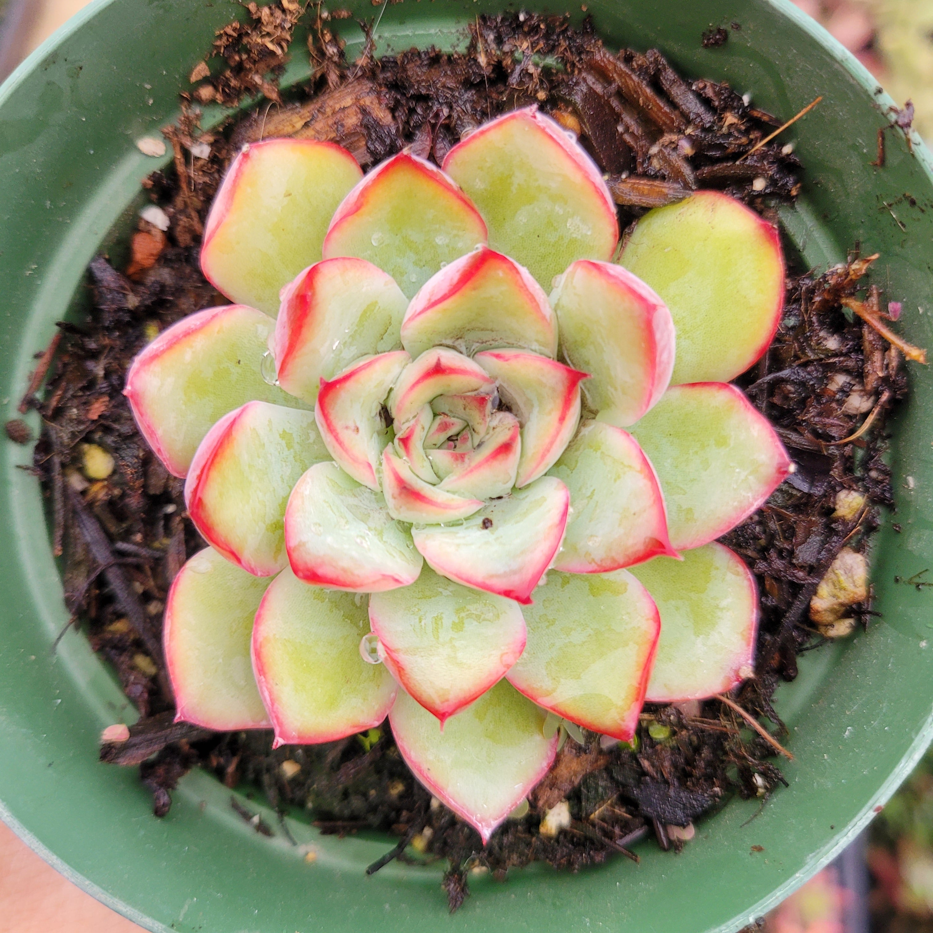 green succulent with red tips Echeveria 'Cherry'