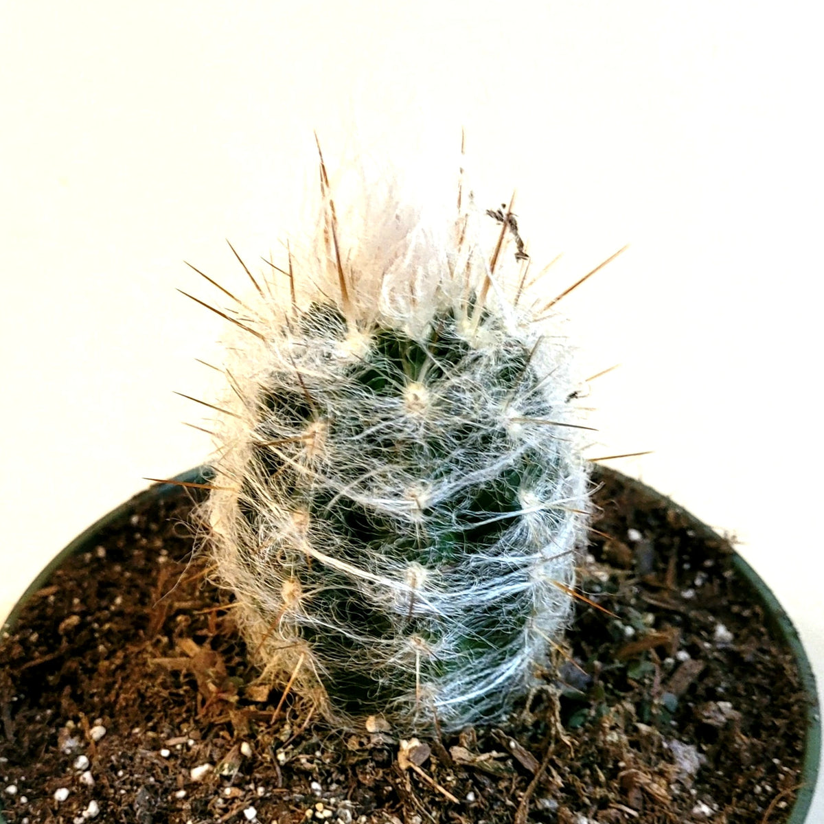 Oreocereus trollii Old Man Cactus in small pot.