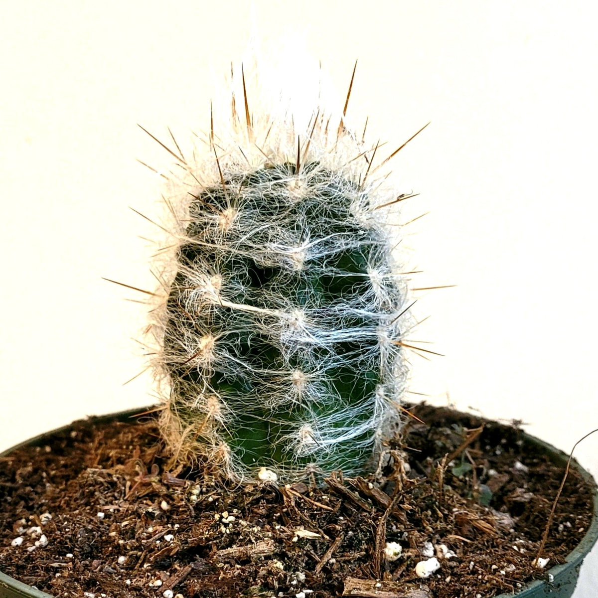 Oreocereus trollii 'Old Man' Cactus with white trichomes in pot.