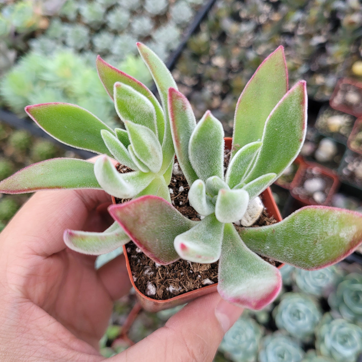 Echeveria pulvinata succulent in hand, fuzzy leaves.