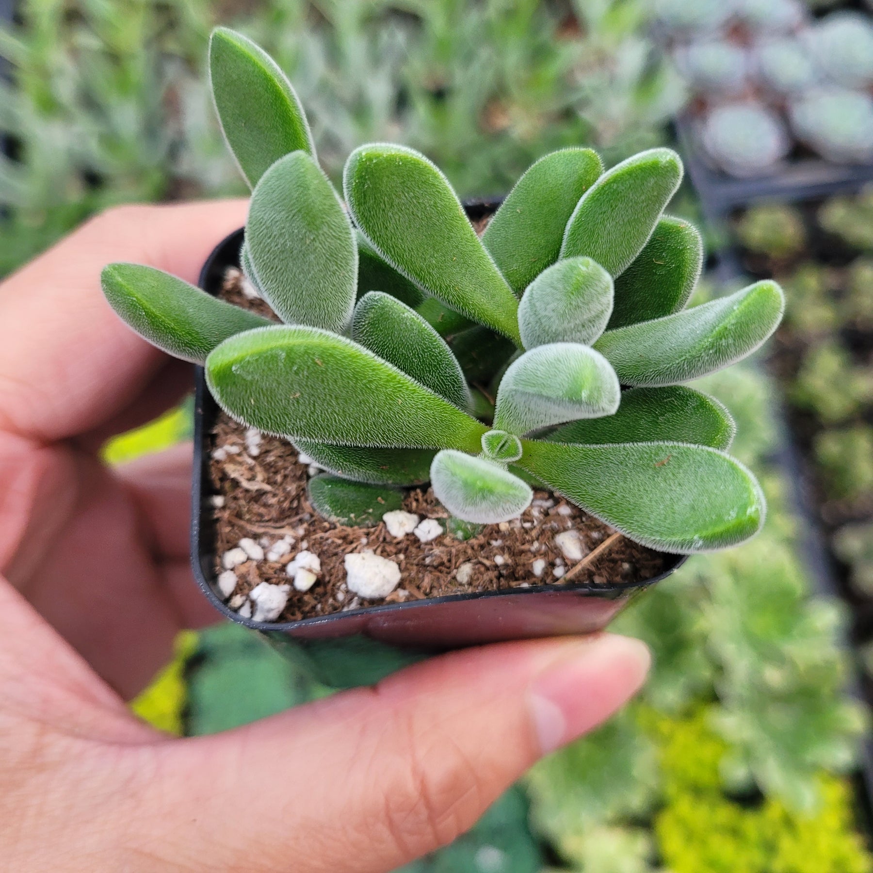 Crassula congesta 'Green Beans'