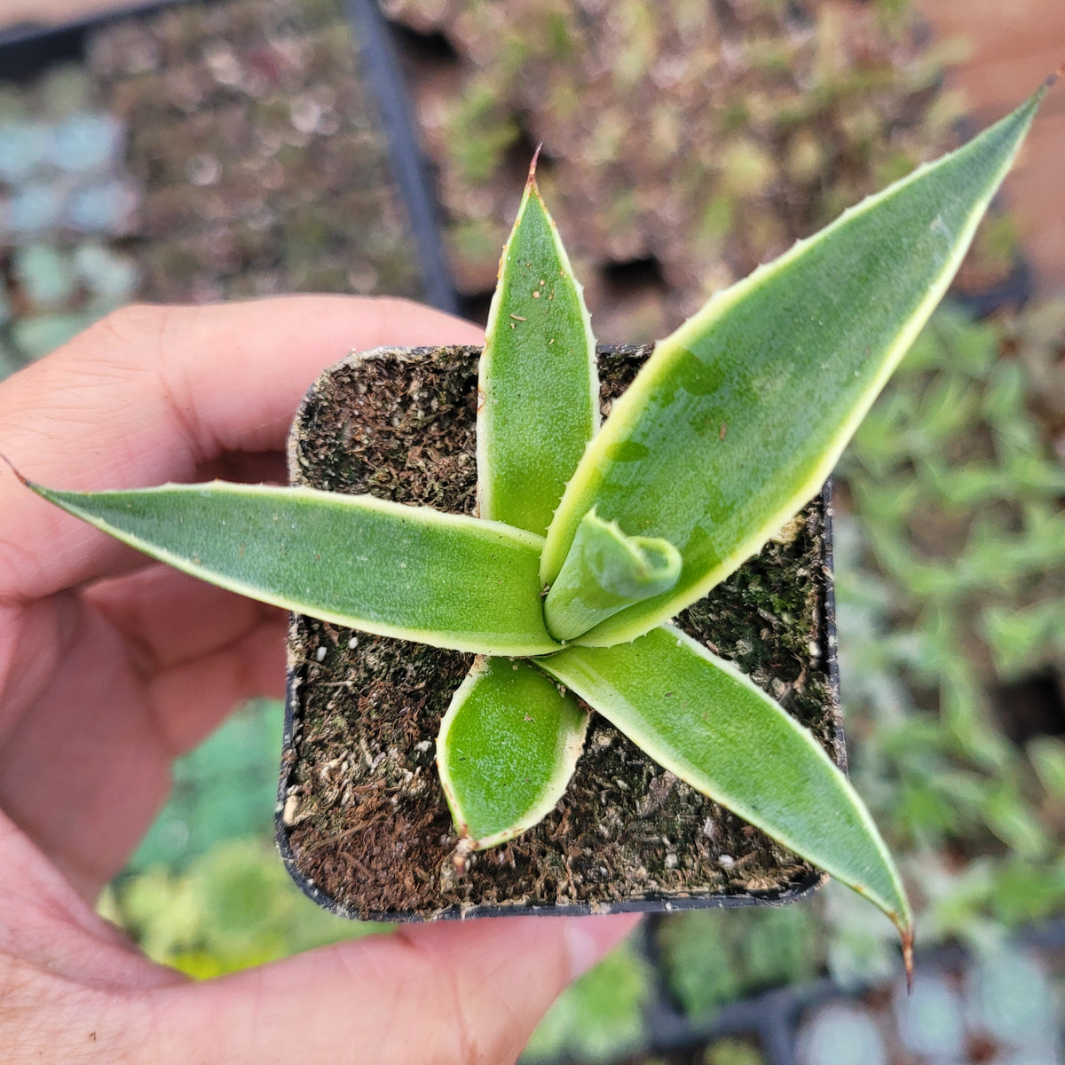 Agave desmettiana Variegata held in hand, nursery setting.