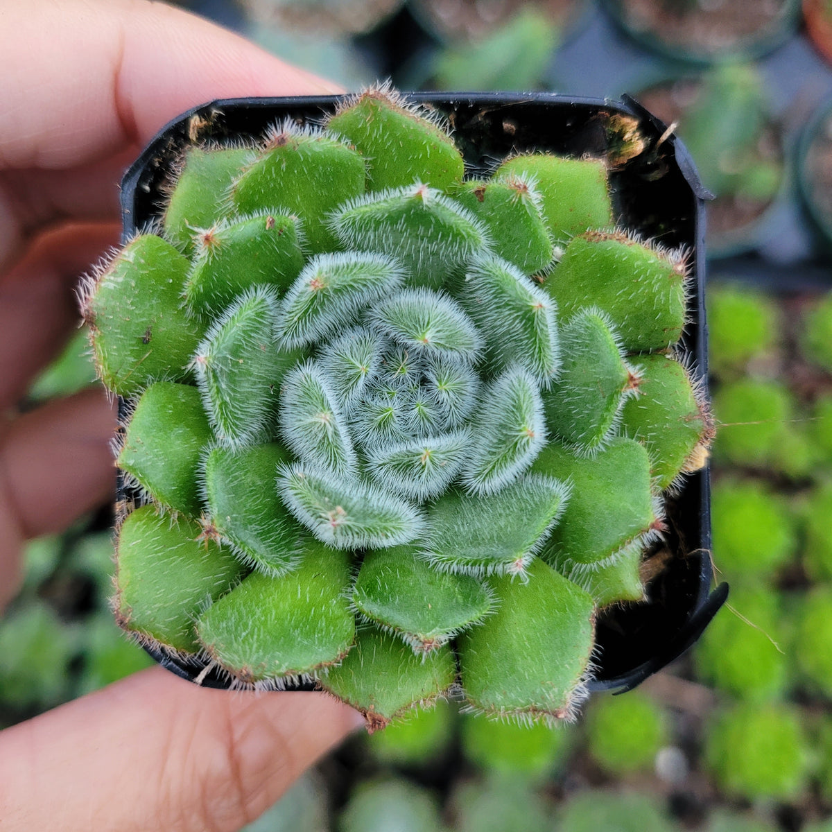 Echeveria setosa var. Ciliata in a small nursery pot.