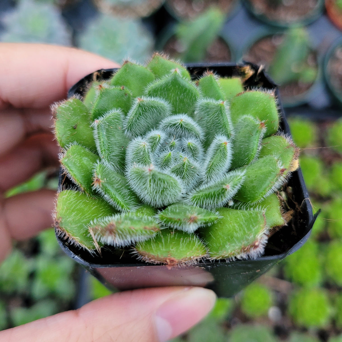 Echeveria setosa var. Ciliata succulent in pot with fuzzy leaves.
