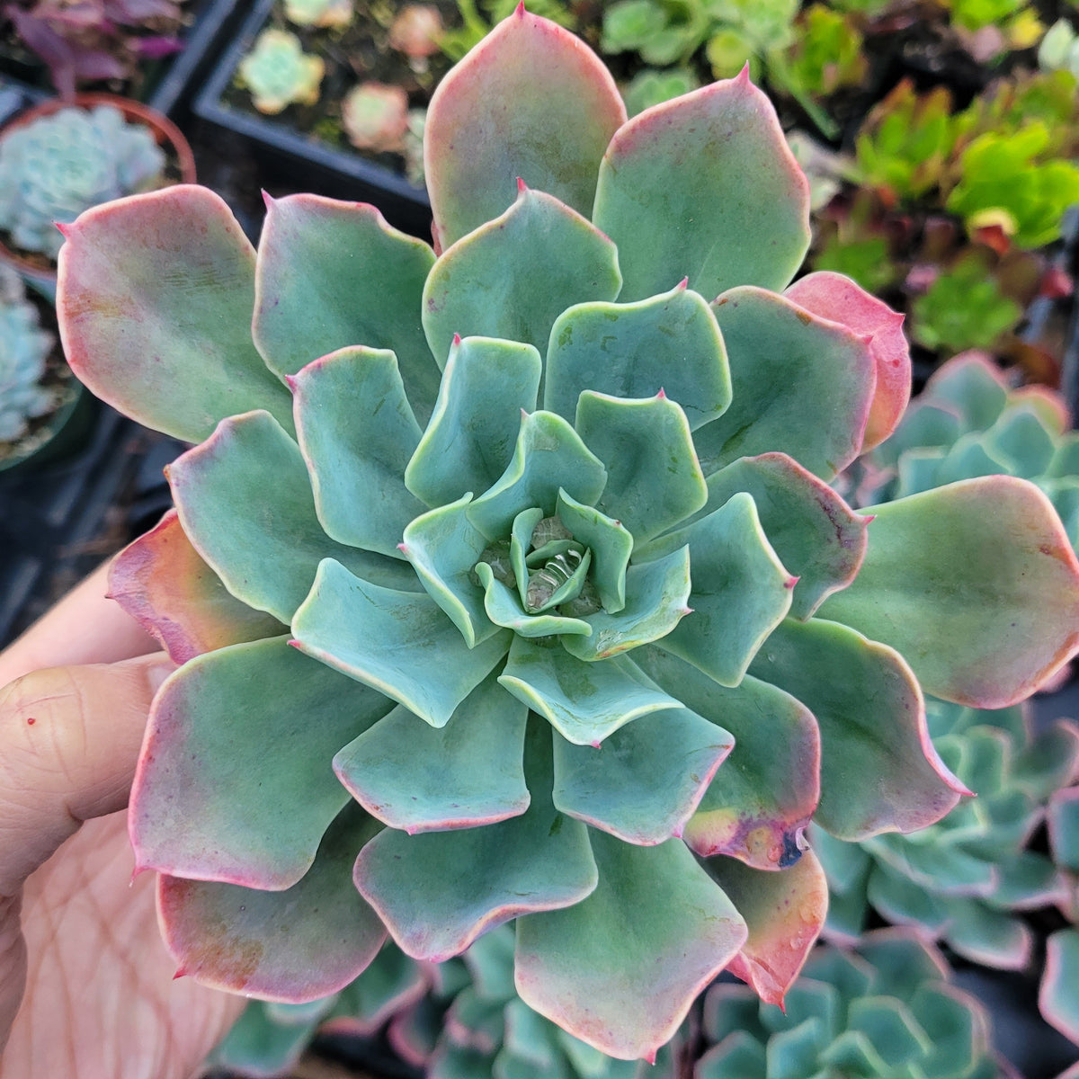 Echeveria 'Tsunami' succulent held by hand.