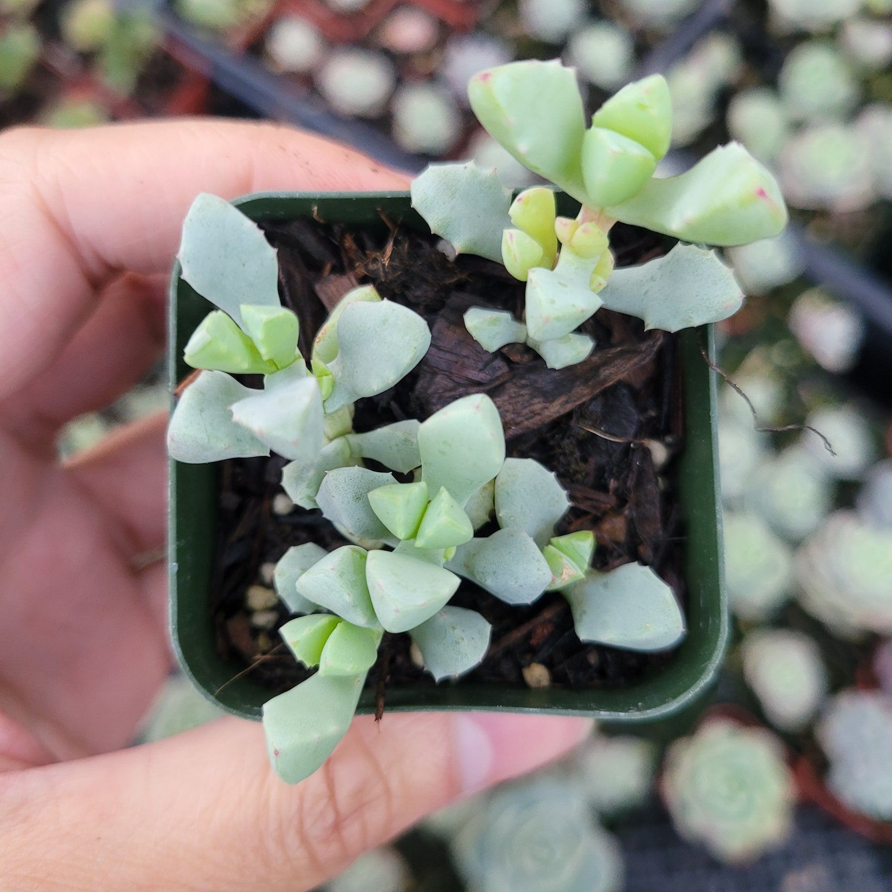 Oscularia Deltoides - Succulents Depot