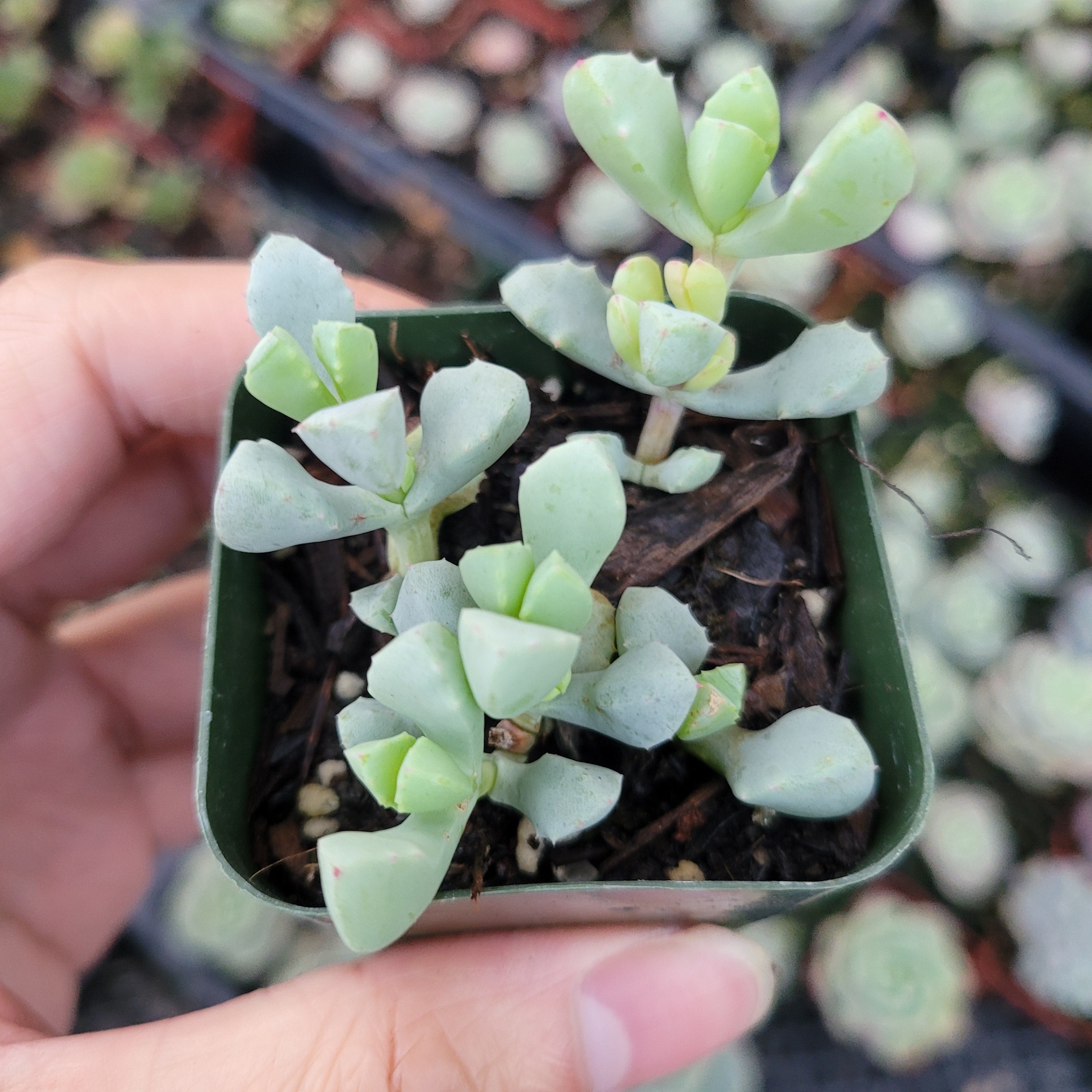 ice plant succulents Oscularia deltoides 'Pink Ice Plant' 2 Inch