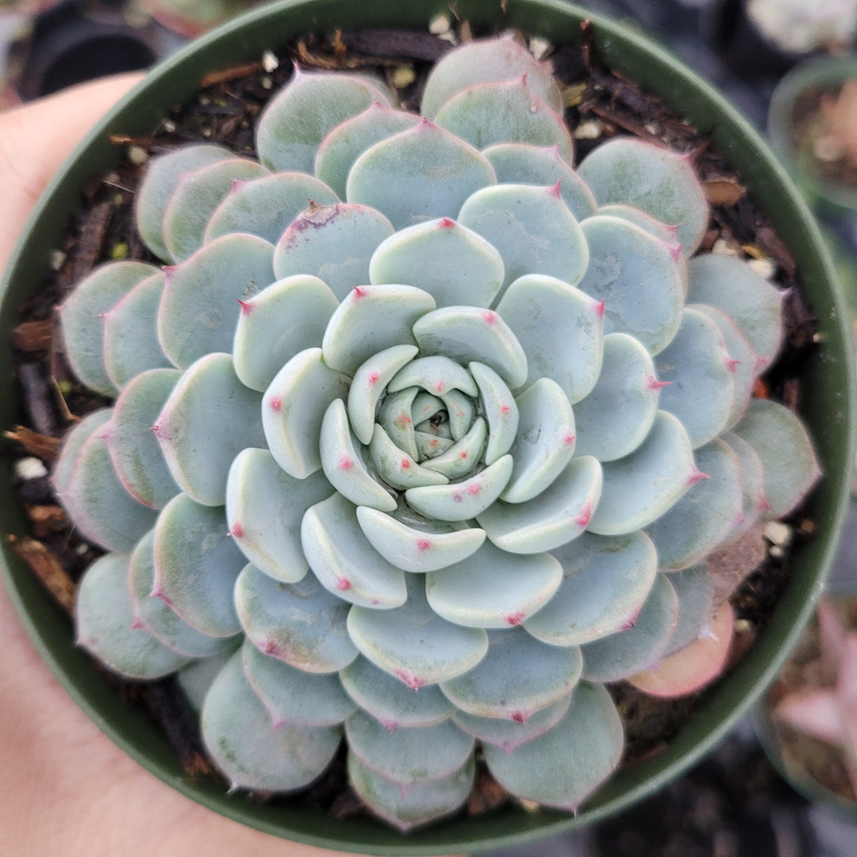 Echeveria White Minima succulent with blue-green leaves and pink tips.