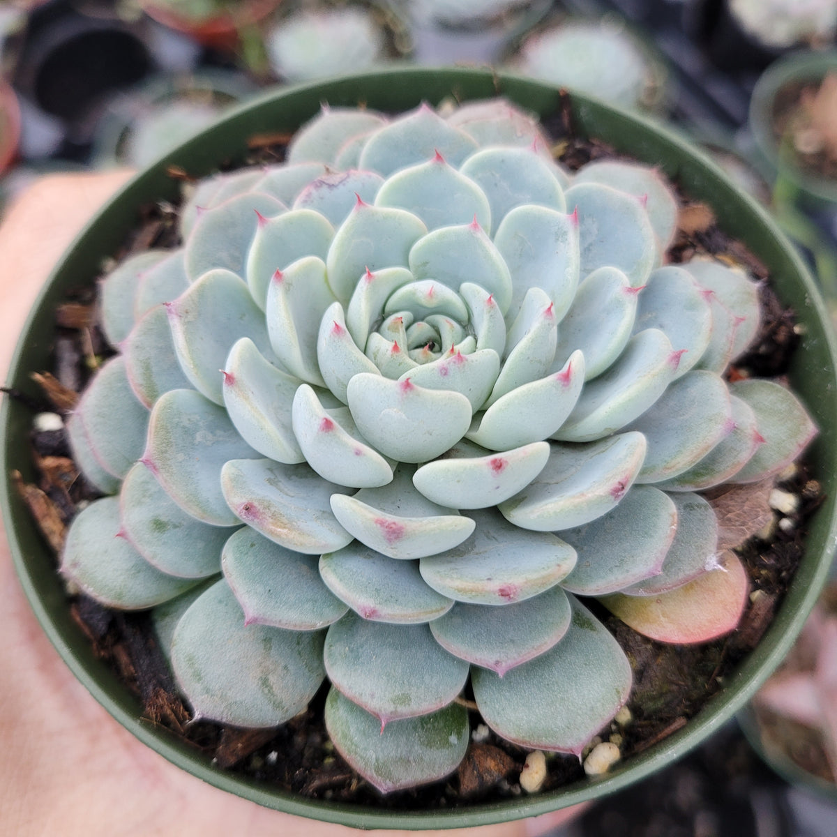 Echeveria White Minima in a small nursery pot.
