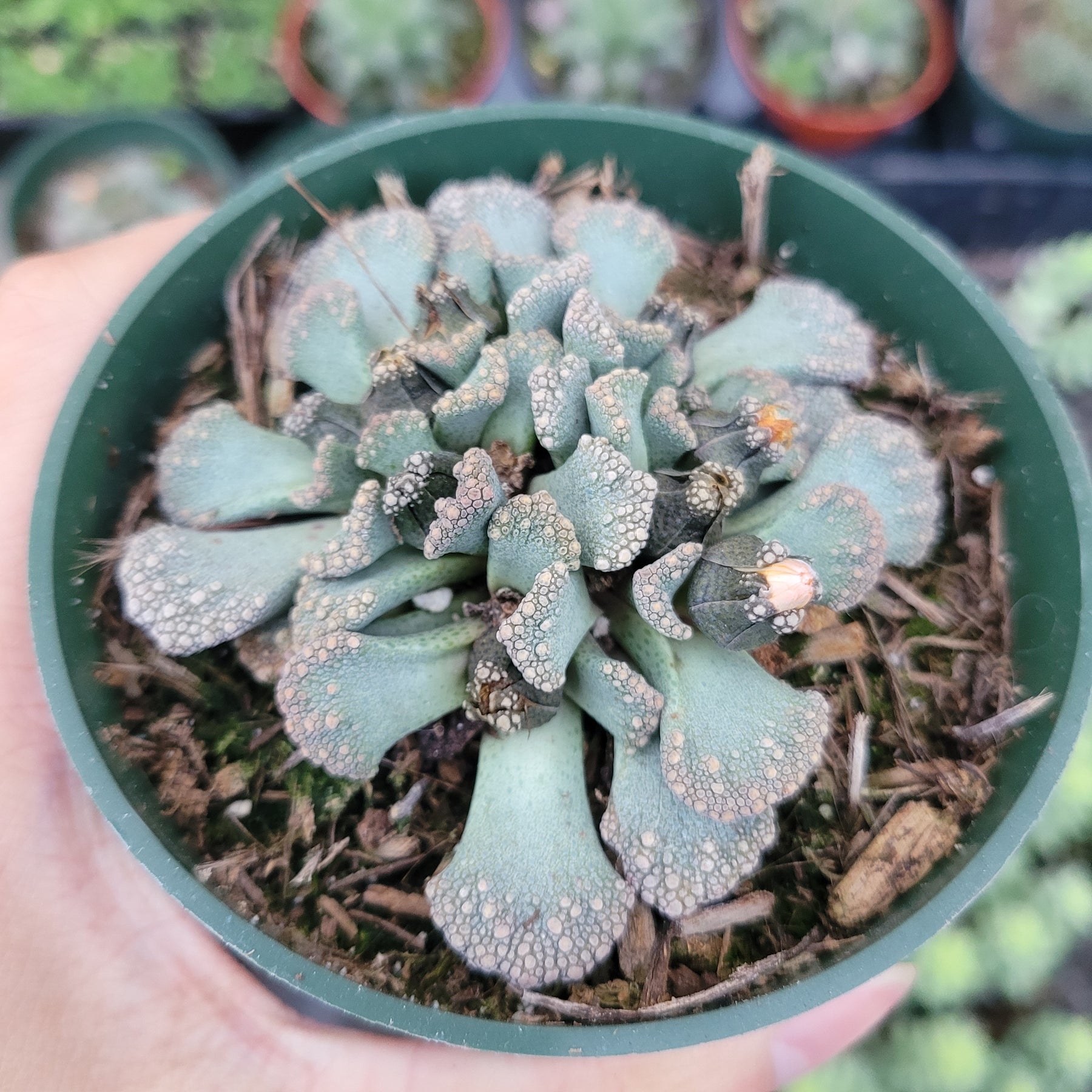 Titanopsis calcarea - Jewel Plant, Concrete Leaf