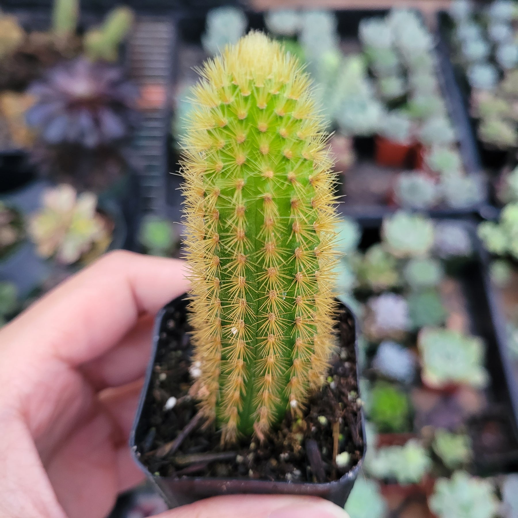 Cleistocactus winteri Golden Rat Tail - Succulents Depot