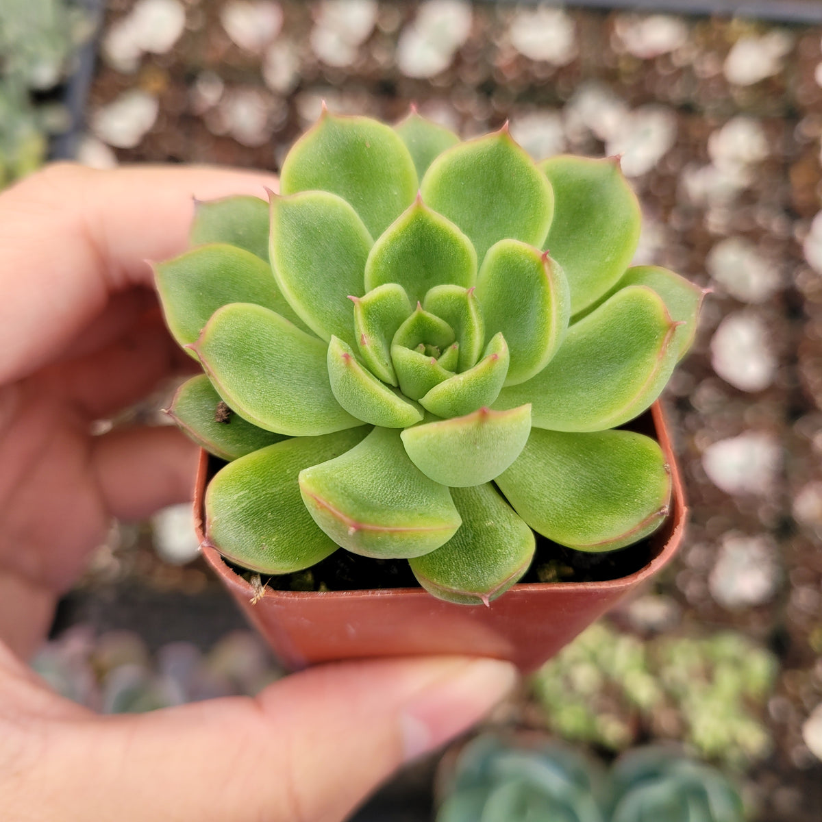 Echeveria 'Cris' succulent in a nursery pot, held by hand.