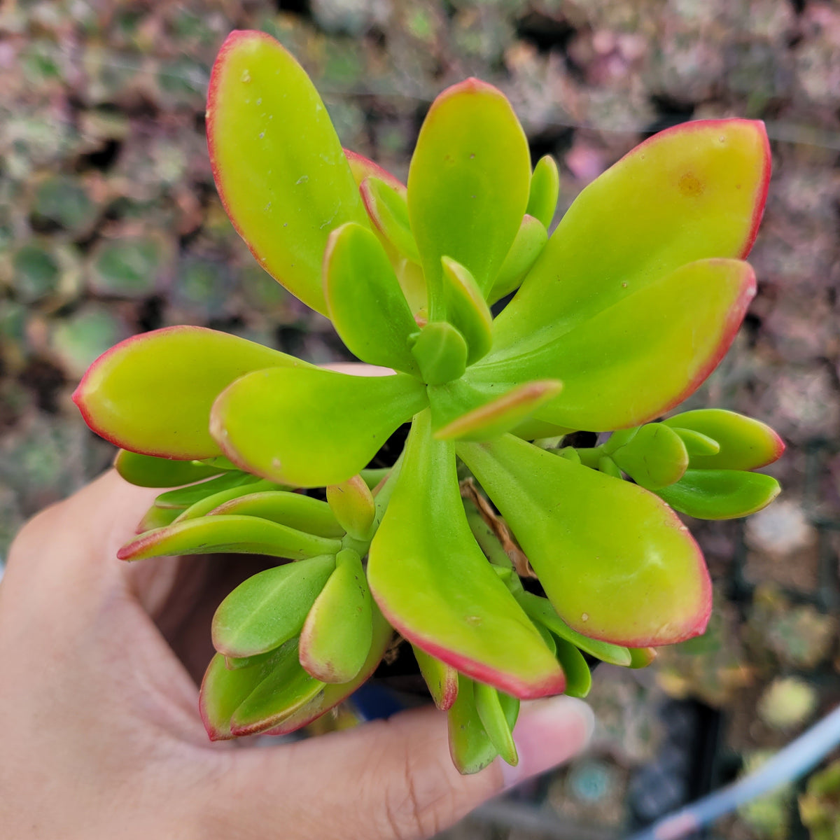 Sedum praealtum - Green Apple Snap potted succulent with red-tinged leaves.
