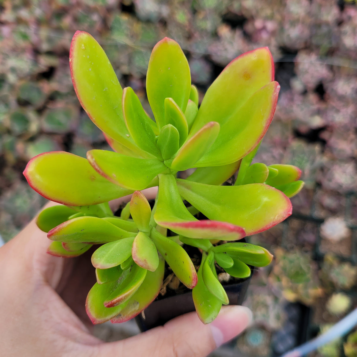 Sedum praealtum - Green Apple Snap succulent in pot.