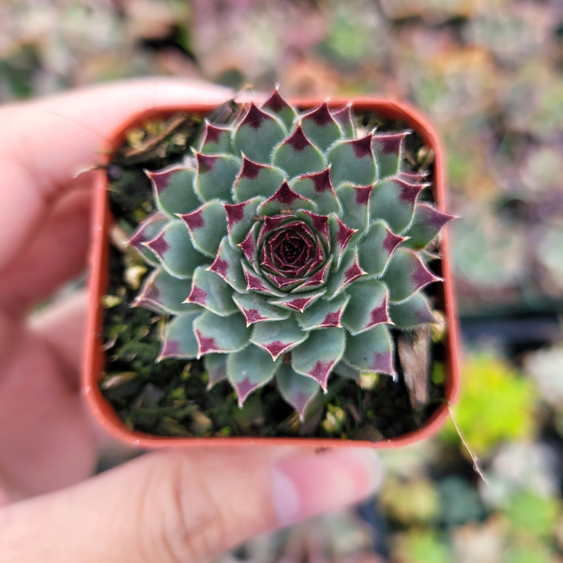 Sempervivum calcareum 'Greenii' - Succulents Depot