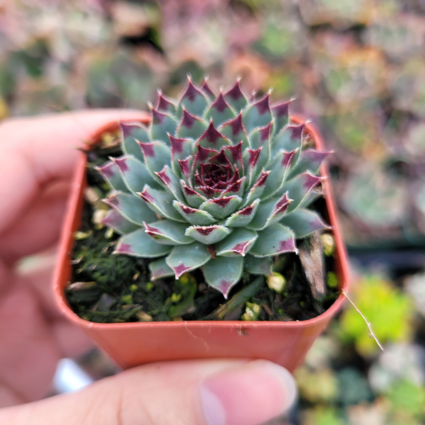 Sempervivum calcareum 'Greenii' - Succulents Depot