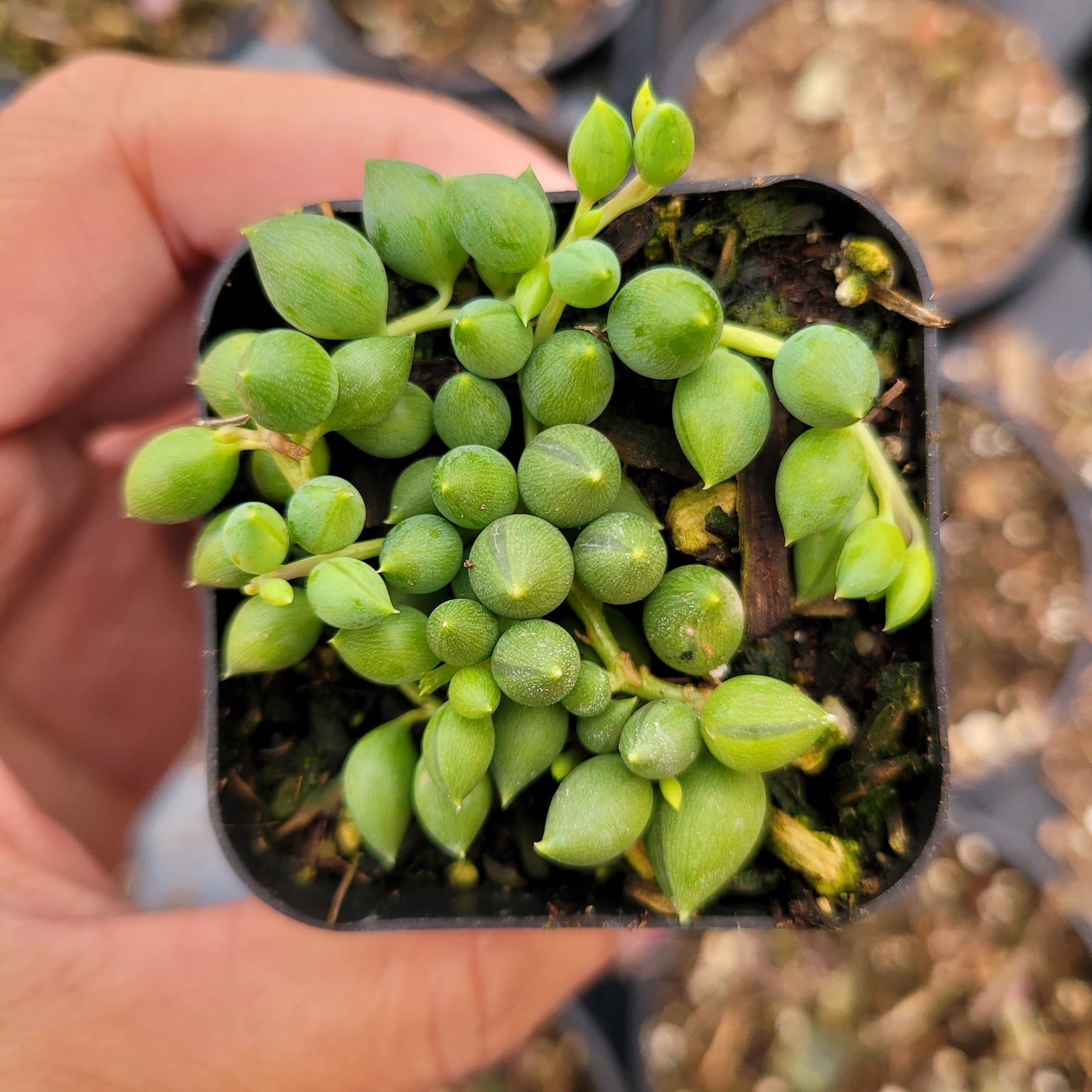 String of Raindrops Senecio Hybrid