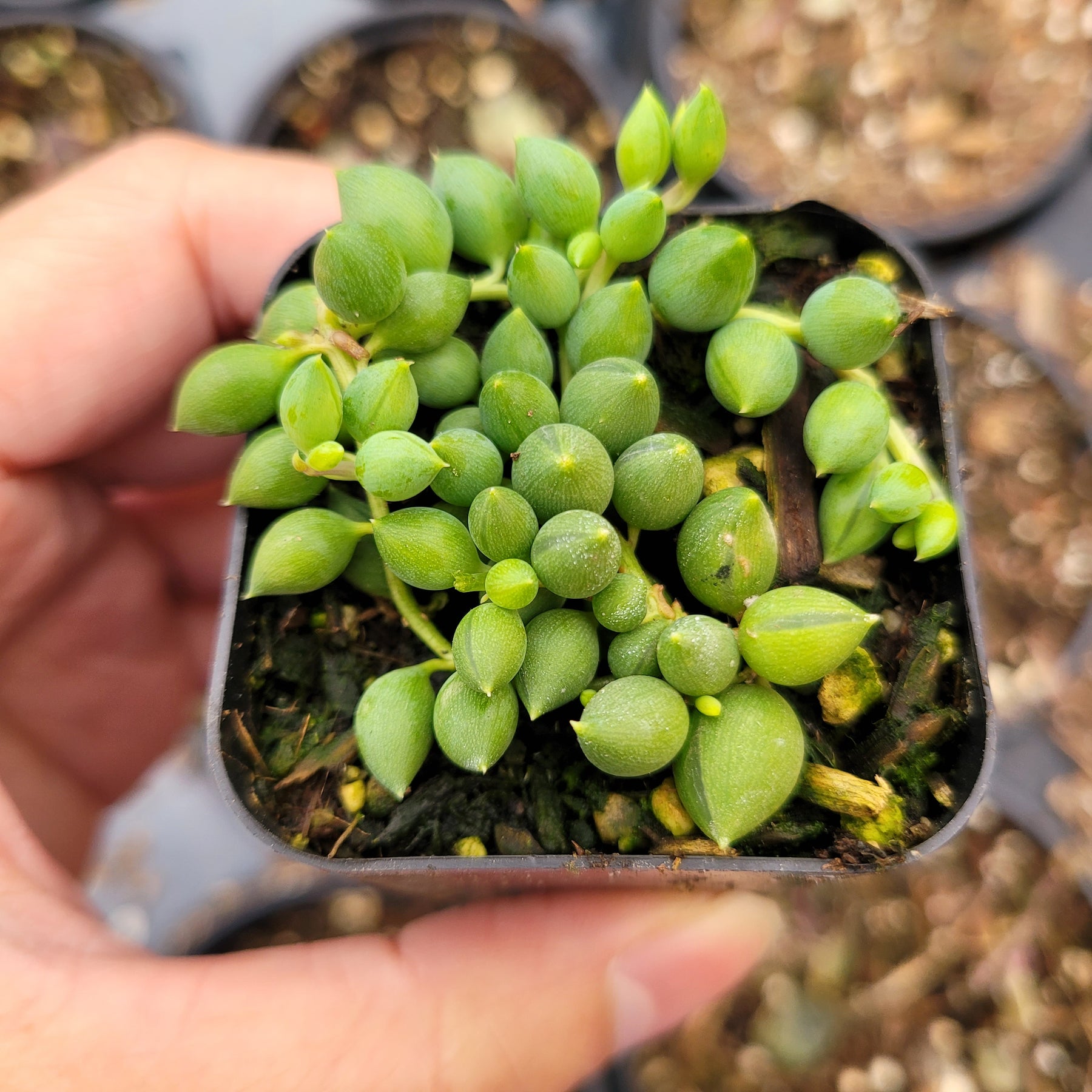 String of Raindrops Senecio Hybrid