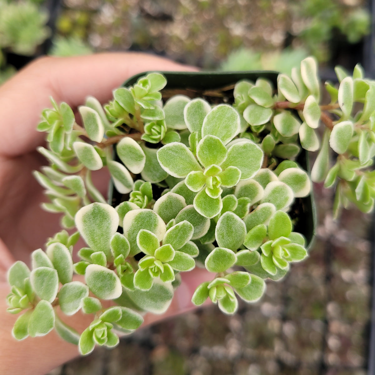 Sedum makinoi Variegata potted succulent with variegated leaves.