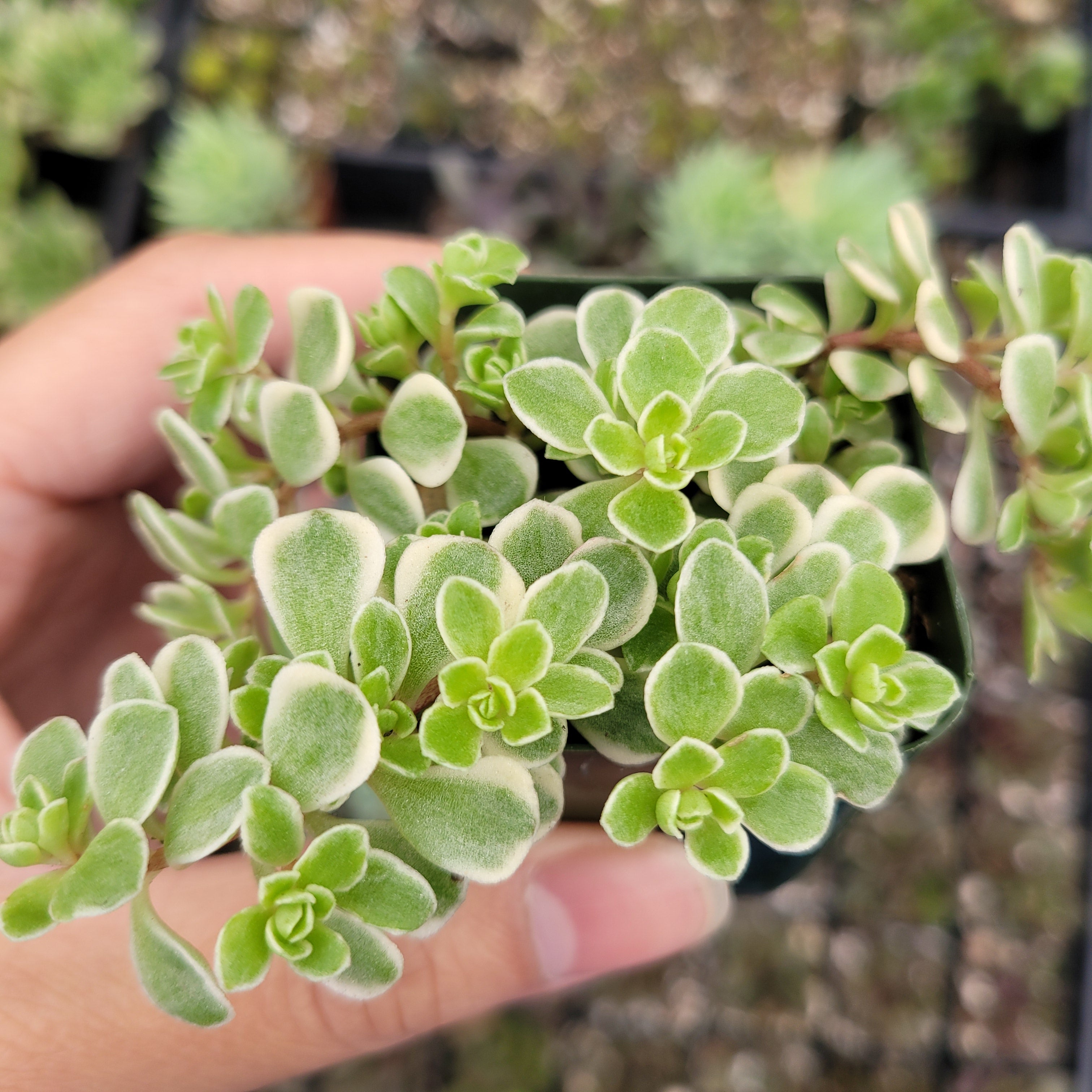 succulent japan Sedum makinoi Variegata