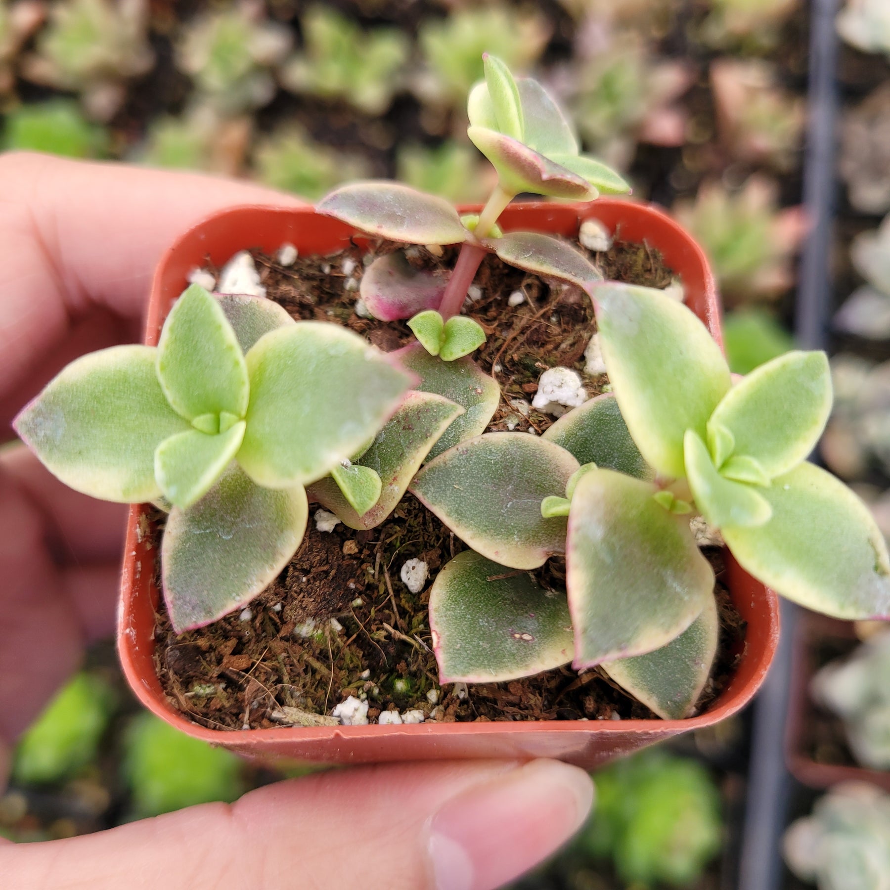 Crassula marginalis rubra 'Variegata' "Calico Kitten" - Succulents Depot
