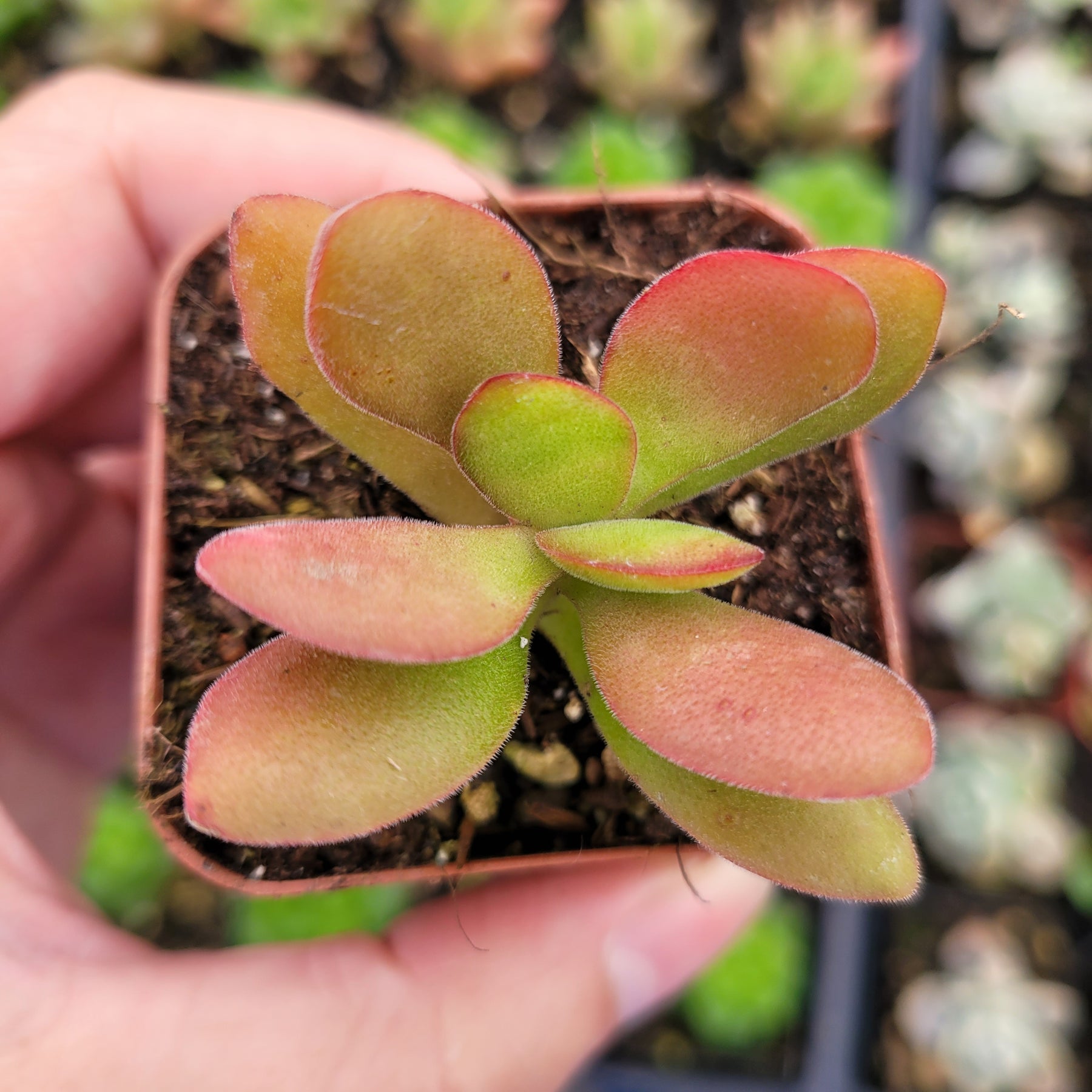 Crassula swaziensis 'Money Maker'