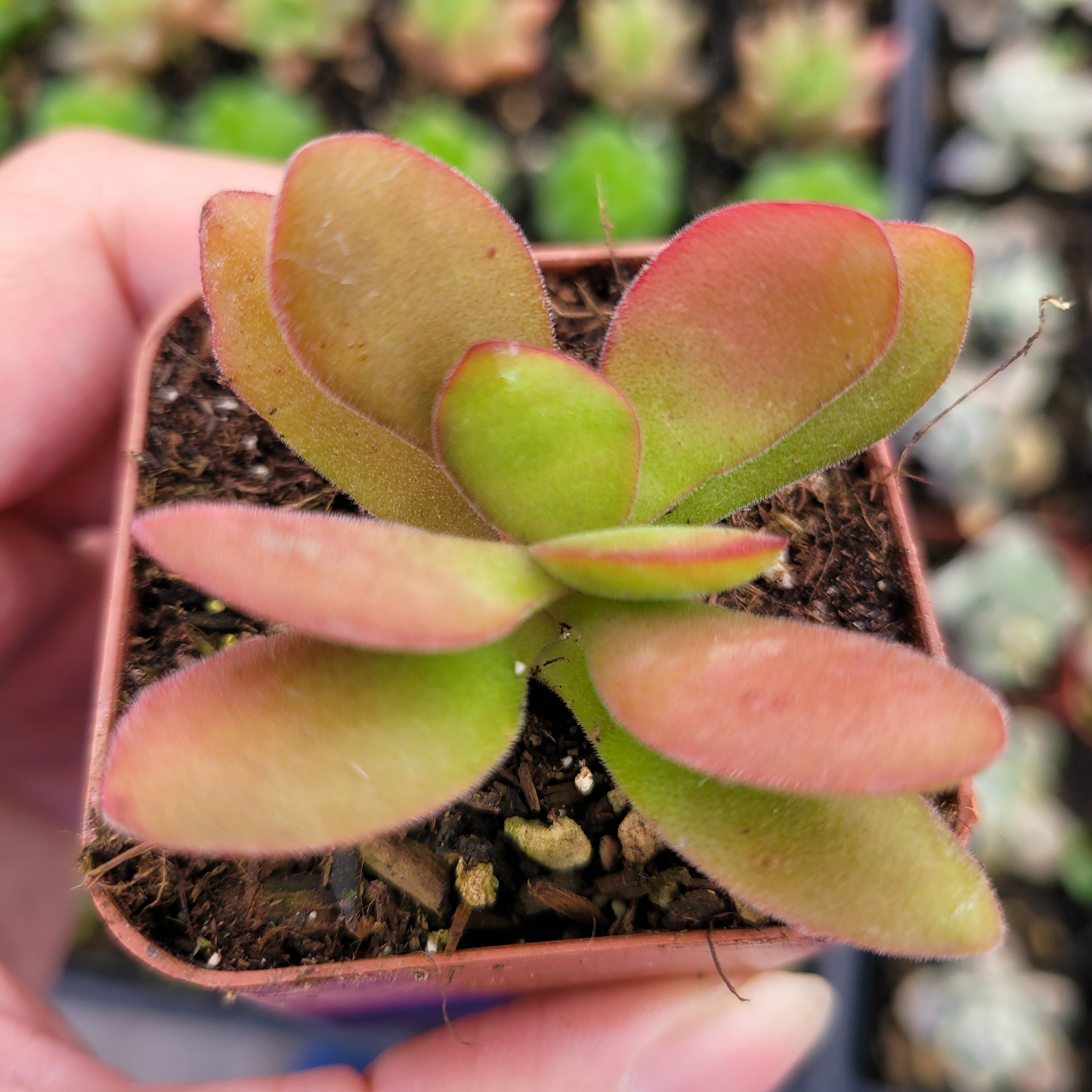 money maker jade plant Crassula swaziensis 'Money Maker' 2 Inch