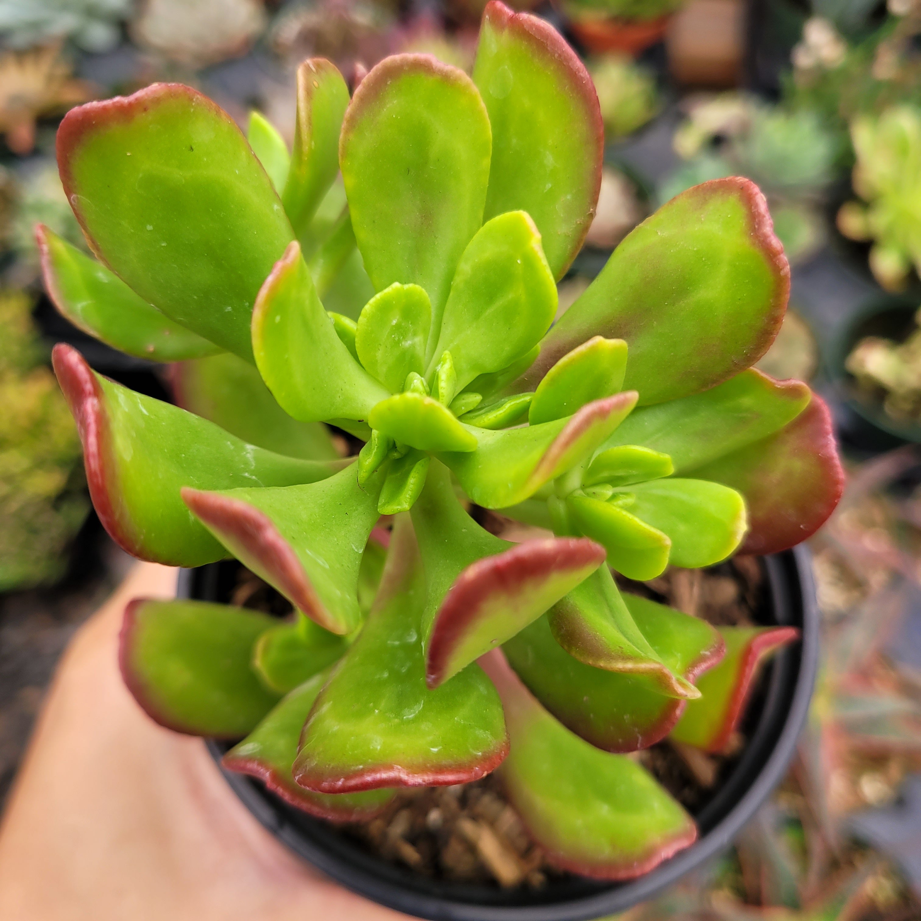 tree stonecrop succulent Sedum dendroideum