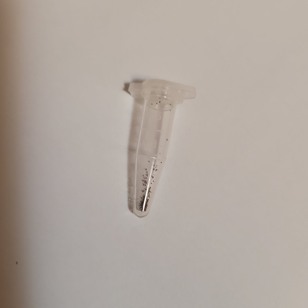 Crassula barbata in microcentrifuge tube with pellet.