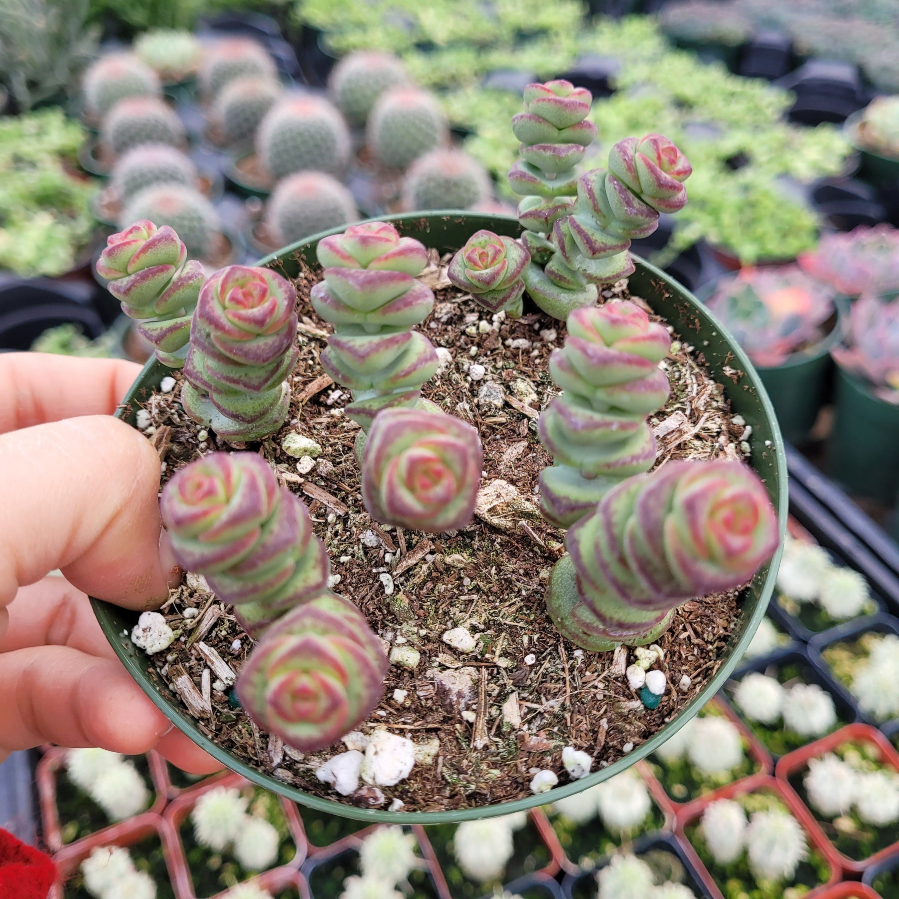Crassula 'Jade Necklace' - Succulents Depot