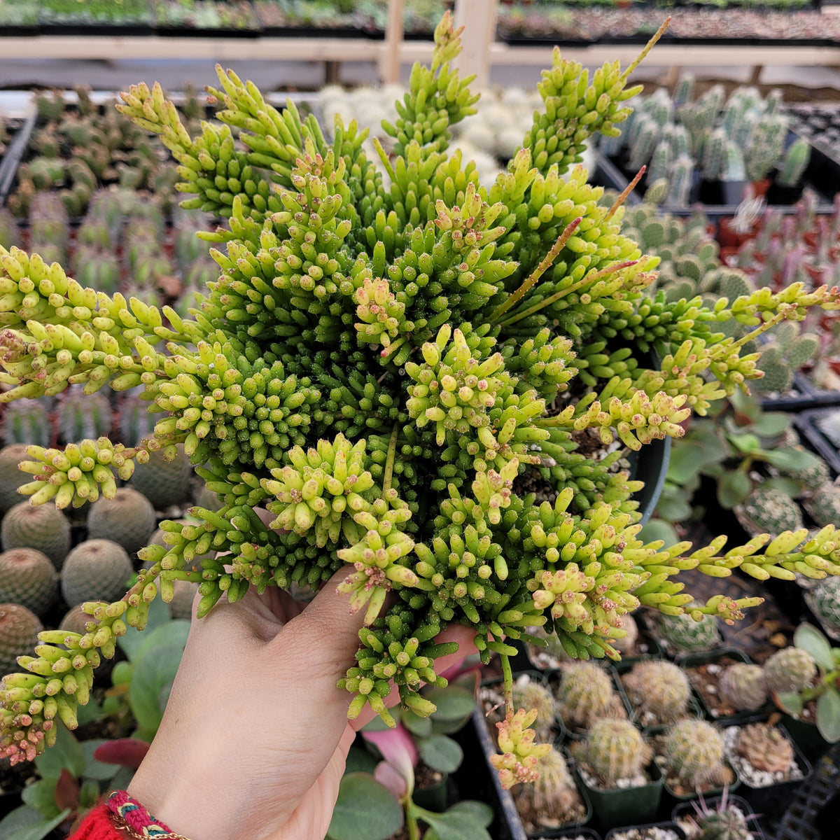 Rhipsalis mesembryanthemoides