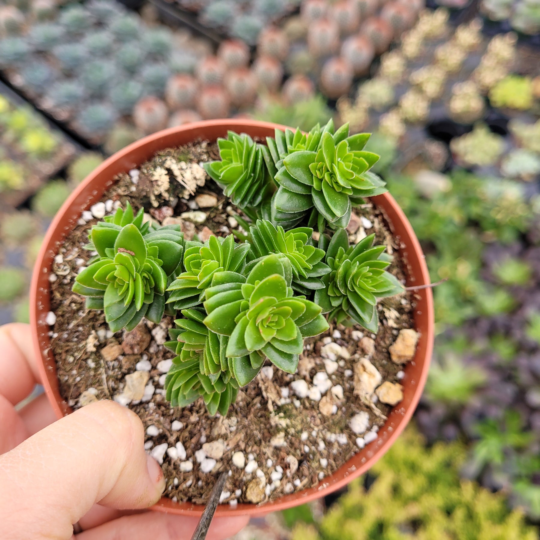 Crassula 'Spiralis Estagnol'