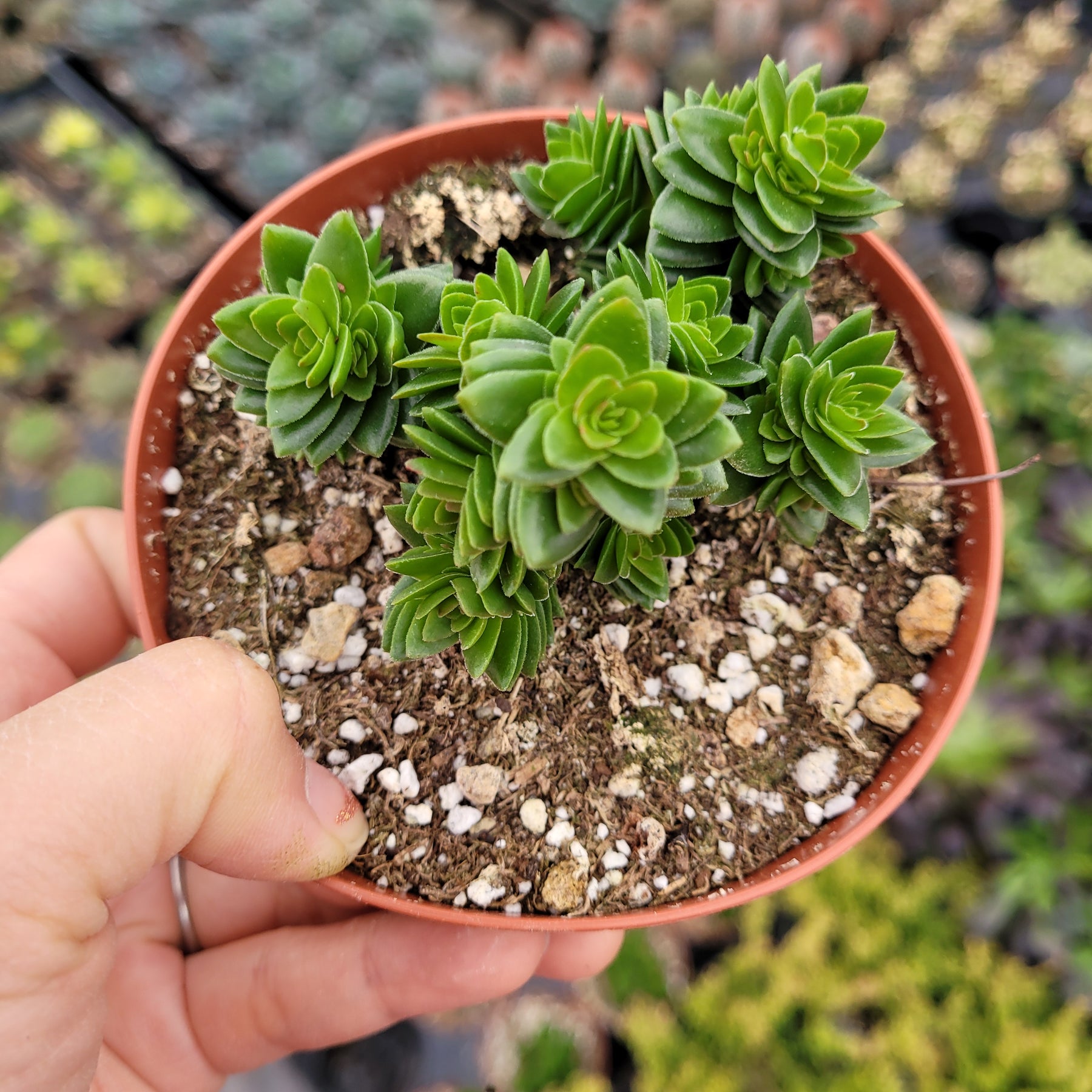 Crassula 'Spiralis Estagnol'