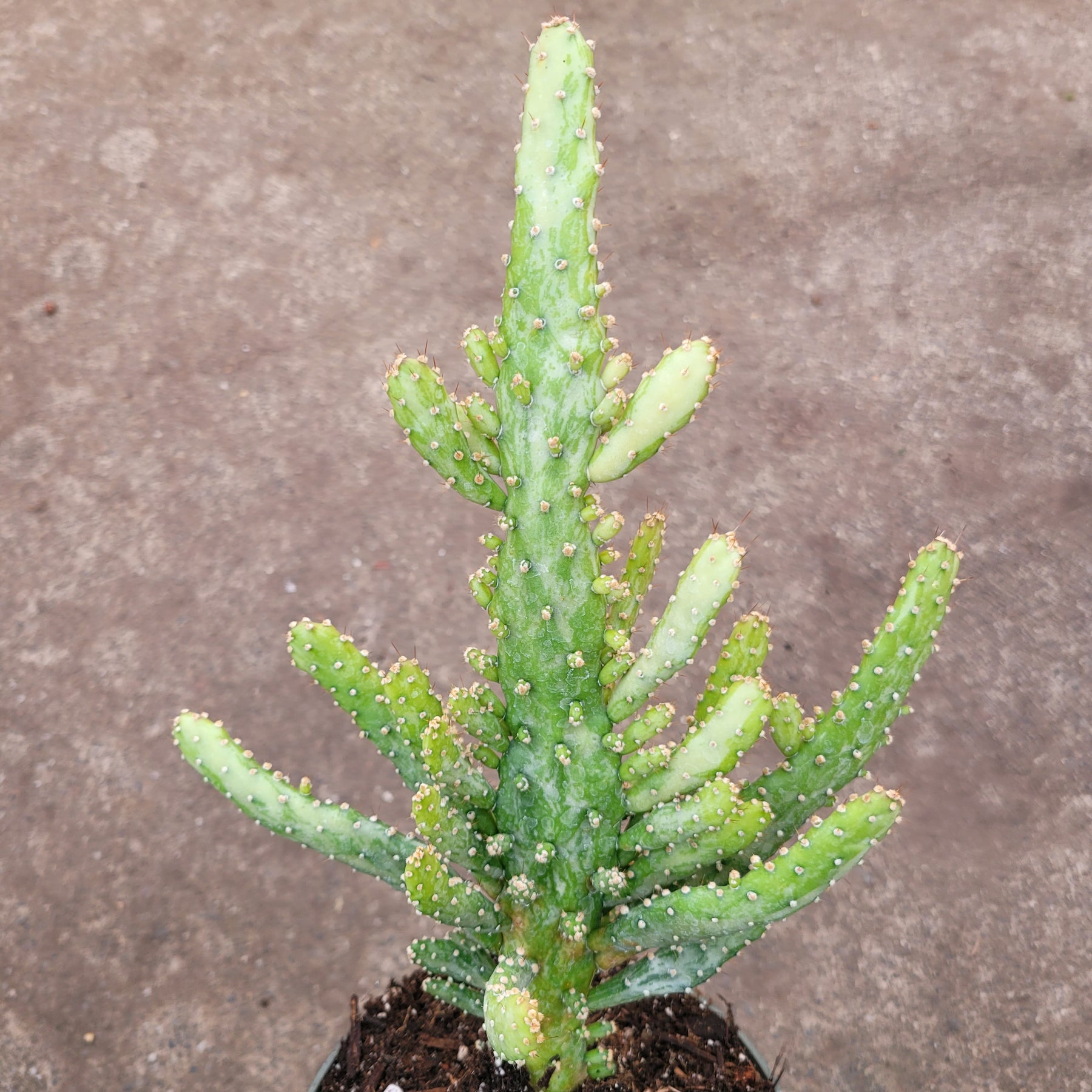 Opuntia monacantha variegata - Variegated Joseph's Coat - Succulents Depot