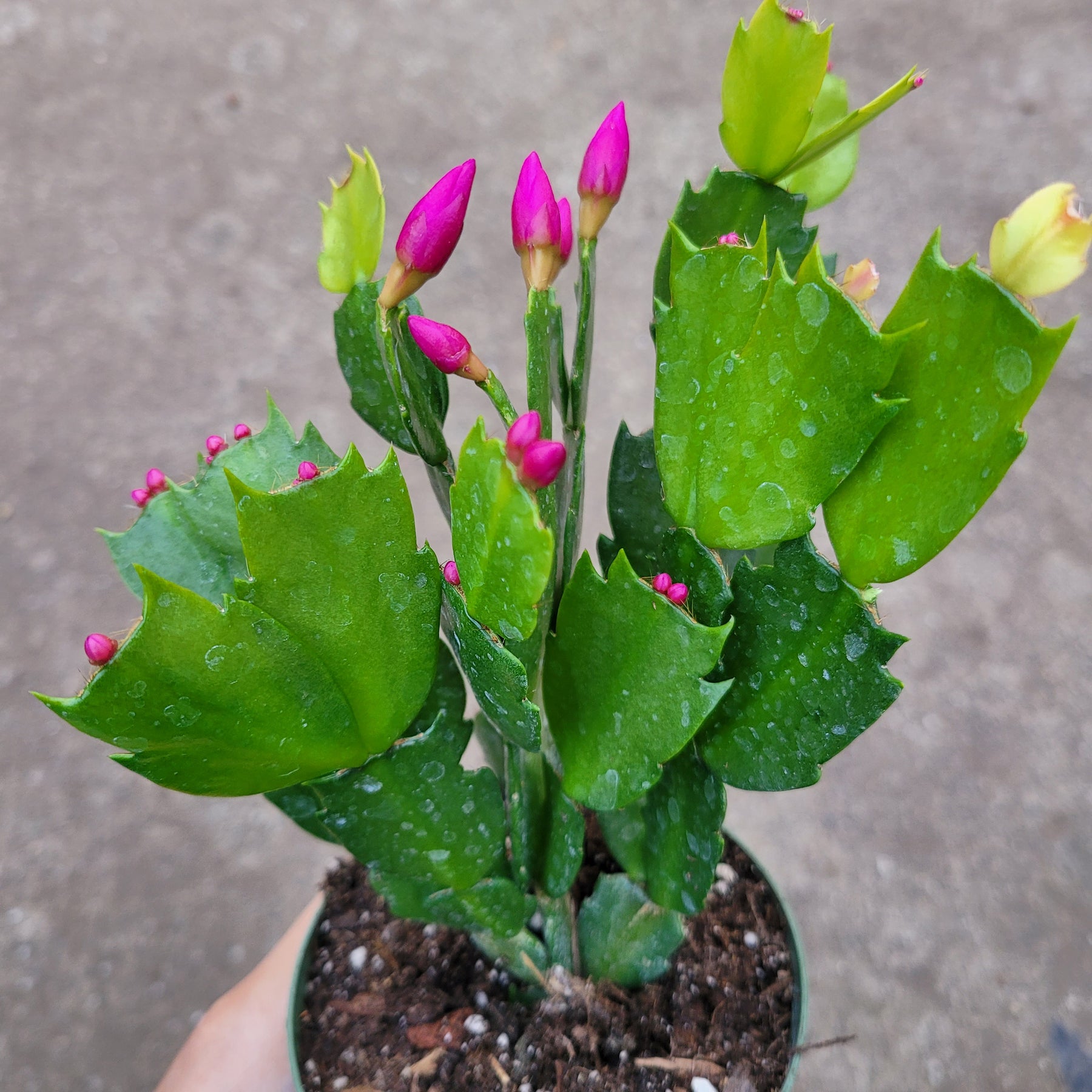 Schlumbergera truncata Thanksgiving Cactus